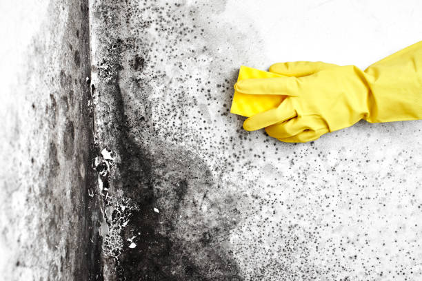 Best Mold Removal Company Near Me  in Fort Sumner, NM
