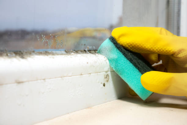 Best Mold Removal Near Me  in Fort Sumner, NM