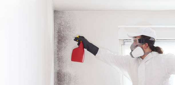 Professional Mold Removal in Fort Sumner, NM