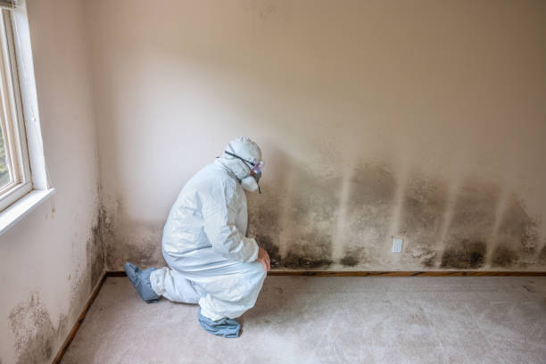 Best Toxic Mold Removal  in Fort Sumner, NM