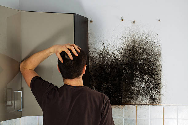 Best Attic Mold Removal  in Fort Sumner, NM